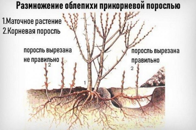 Рассаживание порослью