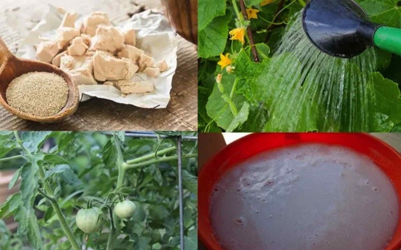 Дрожжи как удобрение