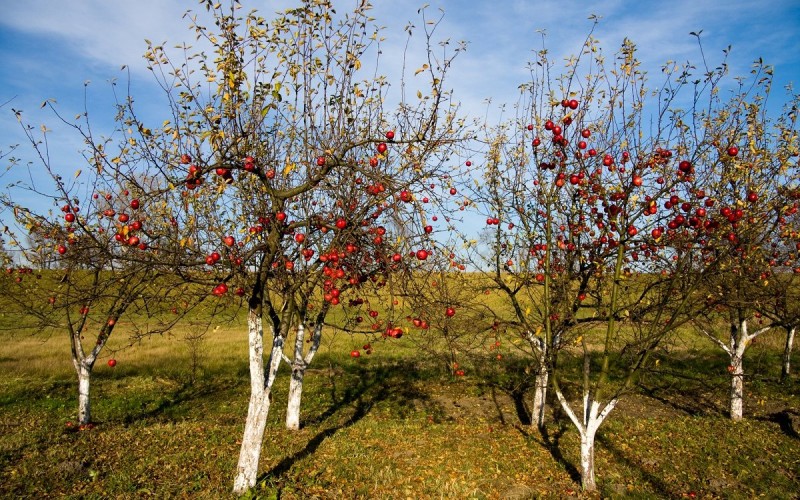 яблоки зимних сортов для хранения