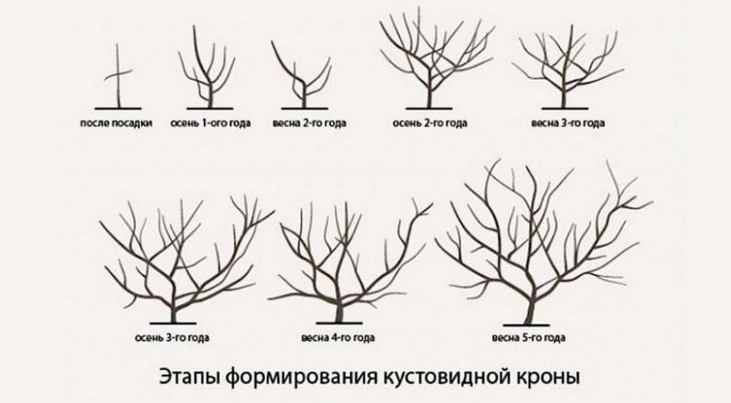 обрезка абрикоса схема